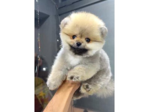 Orange dişi pomeranian boo