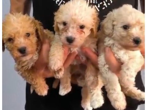 En tatli maltipoo bebekler
