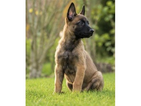 Safkan belçika malinois yavruları