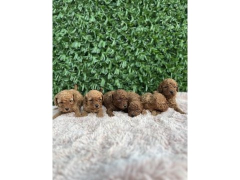 Rezerve açık toy poodle bebekler