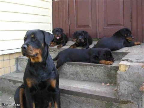 En iyi rottweiler yavruları