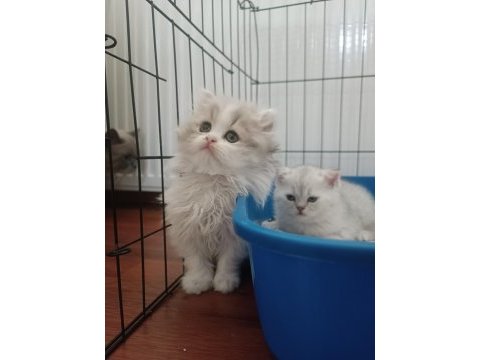 British longhair bicolor erkek