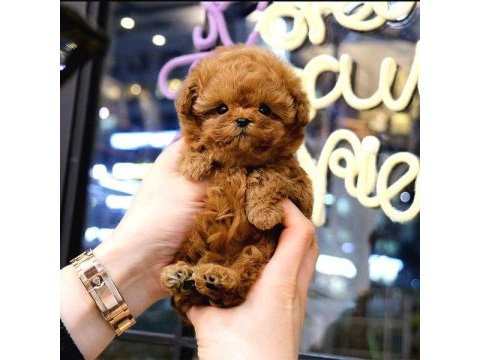 Kore poodle bebeklerim