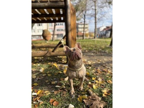 New shade ızabella tan french bulldog