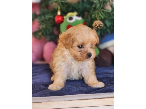 Kore maltipoo yavrular