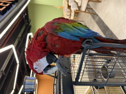Ara macaw yavrusu yarı evcil