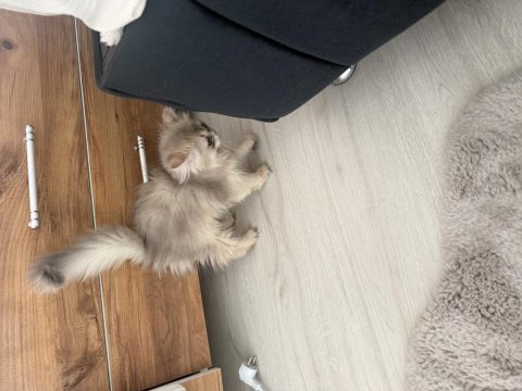 British longhair ay12 blue golden