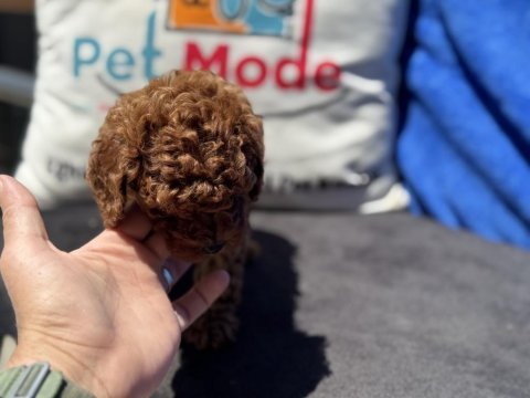 Yasal ruhsatlı çiftlikde ziyarete açık toy poodle 