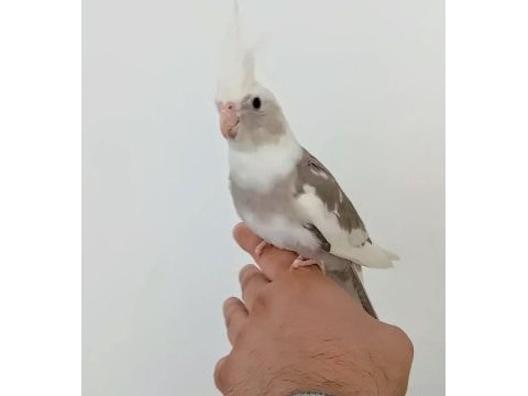 Yeni yeme düşen jumbo boy sultan papağanı yavrular
