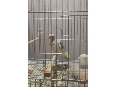2 adet pearl sultan papağanın yavrusu