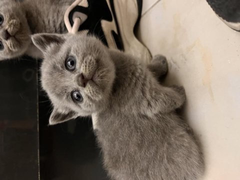 British shorthair yavru kedimiz