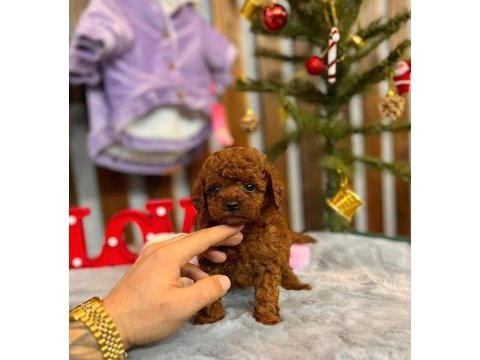 Yakışıklı poodle oğlumuz star