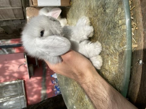 Veteriner hekimden renk renk hollanda lop tavşanlar