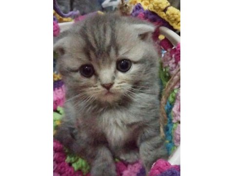 İlk görüşte aşk scottish fold