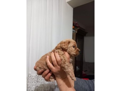 Maltipoo bebekler