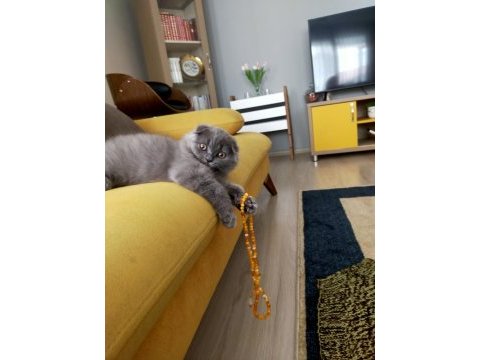 3 aylık scottish fold erkek