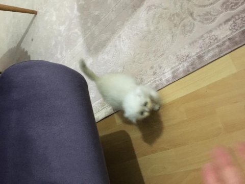 2.5 aylık scottish fold longhair