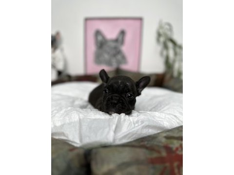 French bulldog bebekler