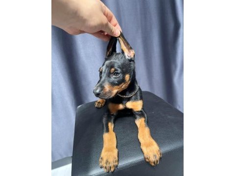 Safkan doberman