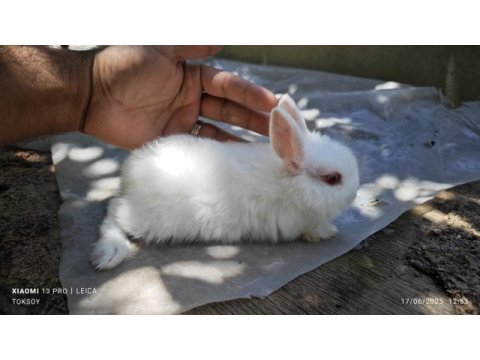 Renk cücesi tavşan himalayan renk