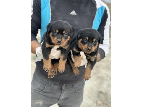 Sağlam karakter güçlü ırk sevgi dolu köpekler