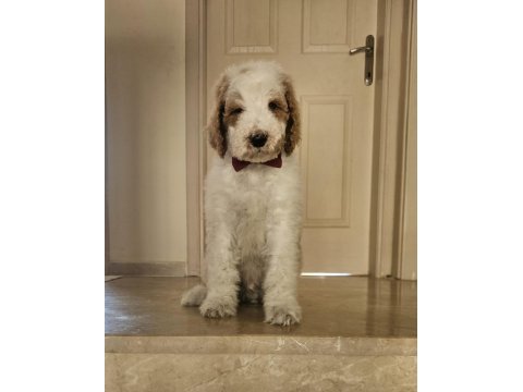 Gıant (dev) poodle yavrular