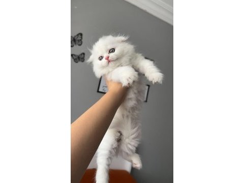 Sıfır kulak longhair scottish fold