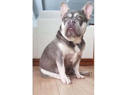 Lilac tan quad french bulldog