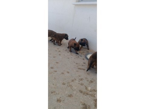 Orjinal saf belçika malinois deli bunlar