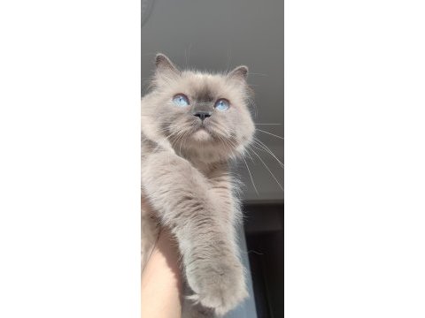 British blue point longhair