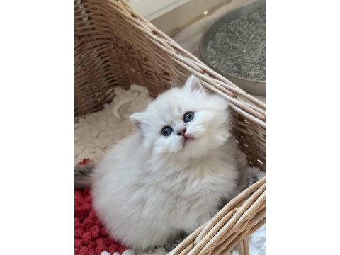 Muhteşem anne babadan british shorthair yavrular