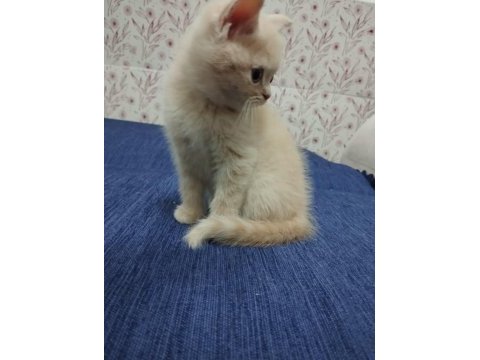 British shorthair yavruları