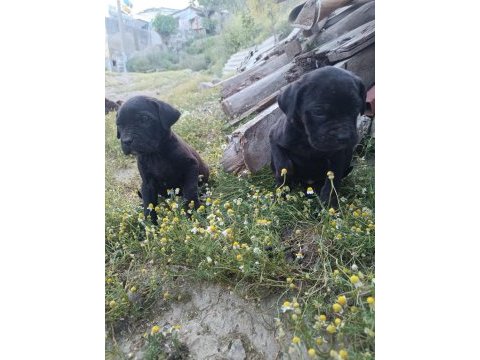 Cane corso a kalite bebekler