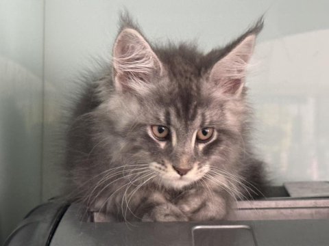 Show kalite maine coon yavrularımızı canlı görün