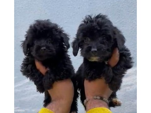 Siyah maltipoo sahiplendirme