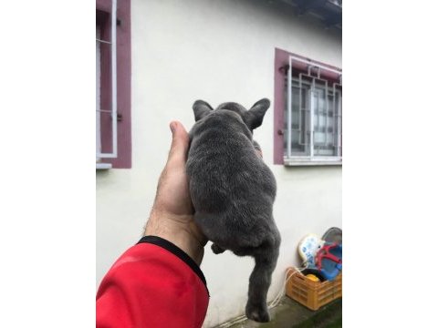 23 kasım doğumlu blue french bulldog yavrumuz