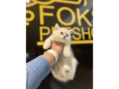 British shorthair iki aylık