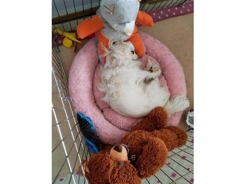 Safkan pekinez kızımız 2 yaşında