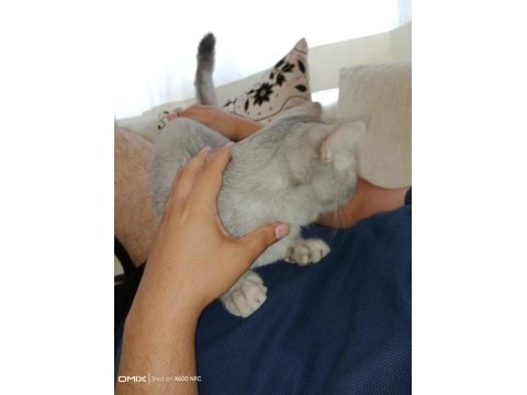 Ücretsiz british shorthair kedimiz