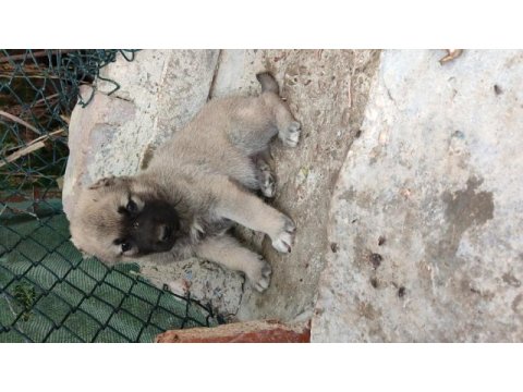 Şampiyon kangal yavruları ilk defa sahnede