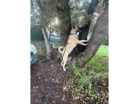 Kangal aslan pusat için hak ettiği bir yuva
