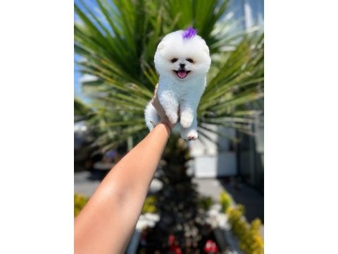 Orjinal pomeranian boo