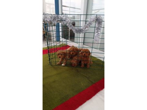 Toy poodle köpekleri