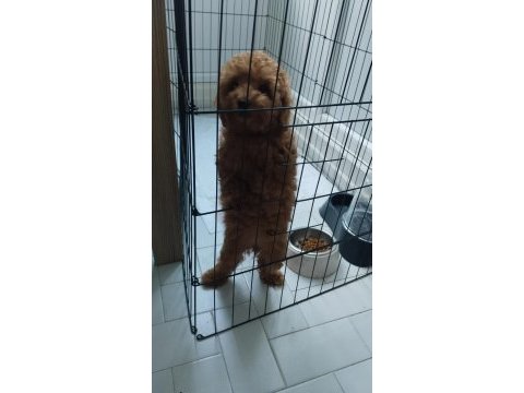 Acil toy poodle