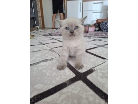 1 buçuk aylık kediler
