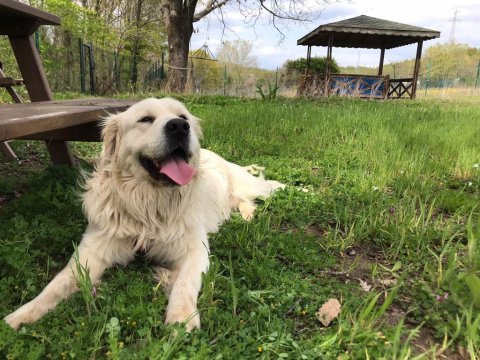 Golden retriever acil yuva
