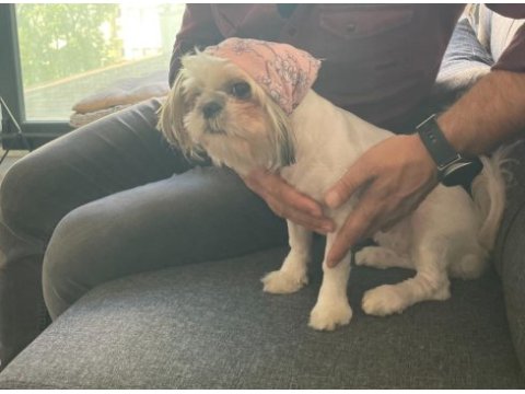 1 yaşında shih-tzu kızımız