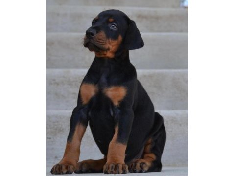 Üst kalite doberman yavruları