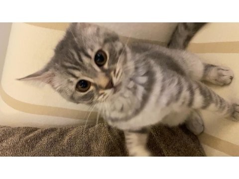 British shorthair silver tabby