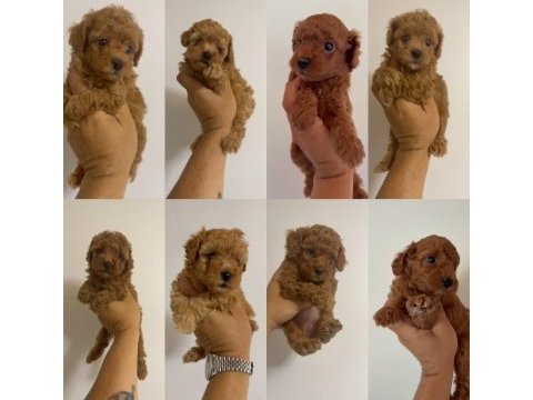 25k poodle bebeklerim